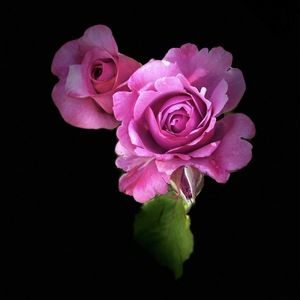 Meet your Posher, Brookie